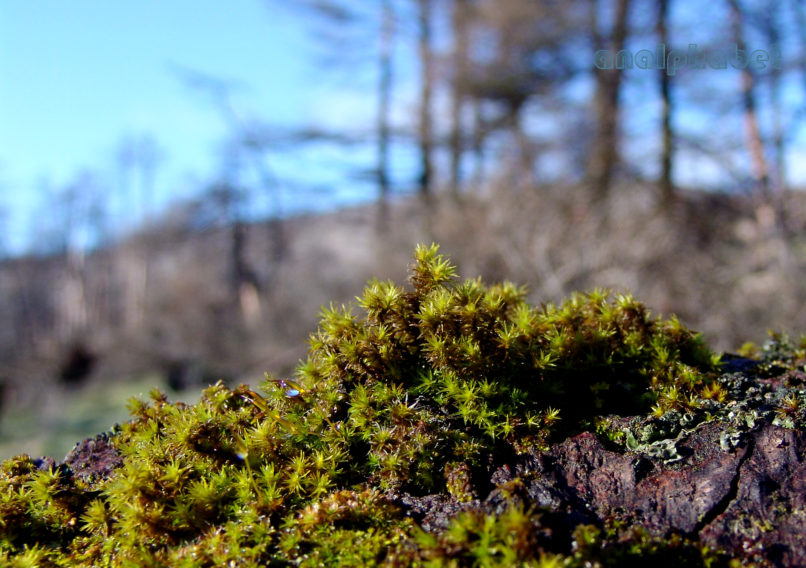 BRYOPHYTA (ΒΡΥΑ) 2 [?], PARNITHA-4