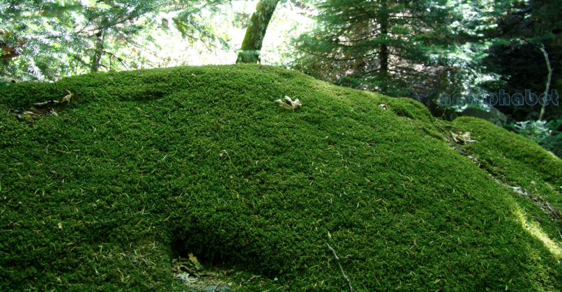 BRYOPHYTA (ΒΡΥΑ) 2 [?], PARNITHA-5