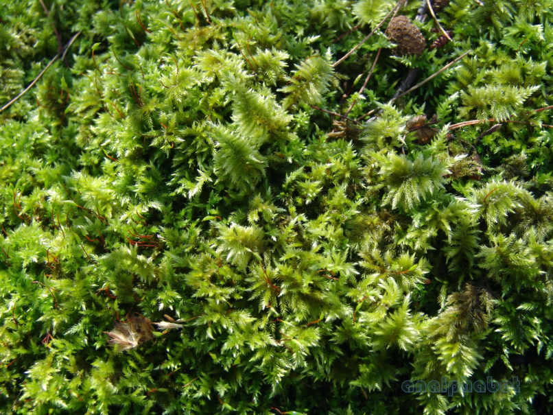 BRYOPHYTA (ΒΡΥΑ) 2 [?], PARNITHA-6