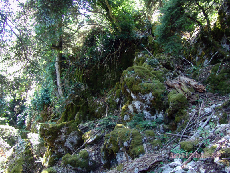 BRYOPHYTA (ΒΡΥΑ) 2 [?], PARNITHA-7