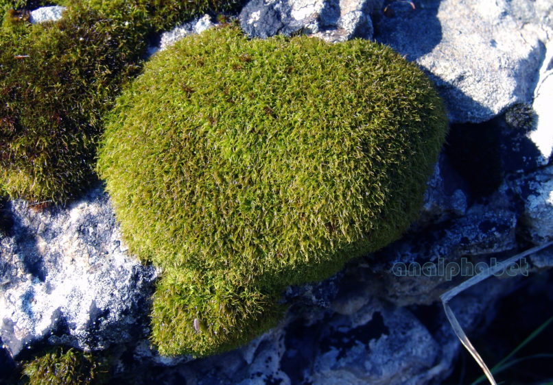 BRYOPHYTA (ΒΡΥΑ) 2 [?], PARNITHA-8