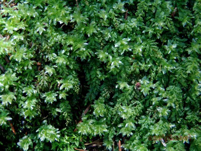 BRYOPHYTA (ΒΡΥΑ) 3 [?], PARNITHA-1