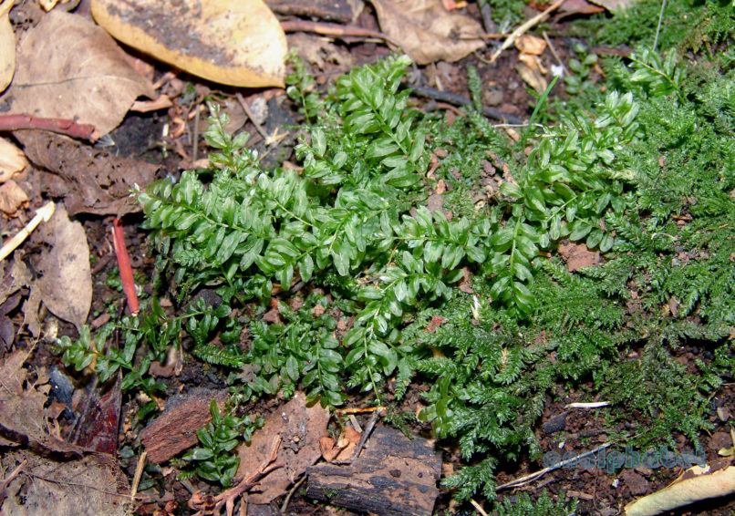 BRYOPHYTA (ΒΡΥΑ) 3 [?], PARNITHA-2