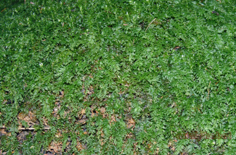 BRYOPHYTA (ΒΡΥΑ) 3 [?], PARNITHA-3