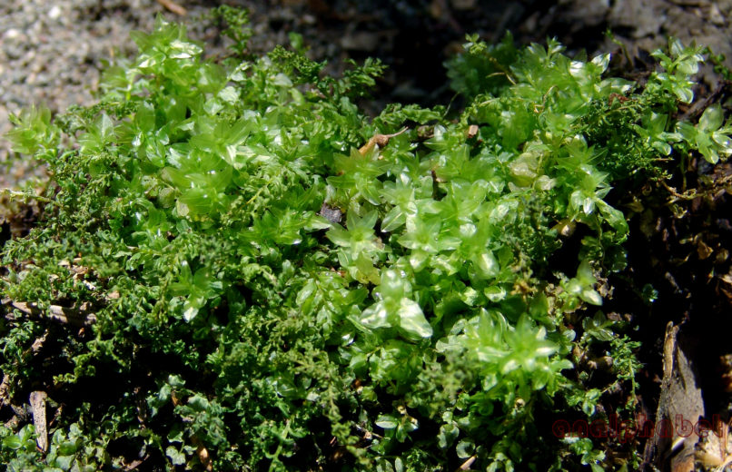 BRYOPHYTA (ΒΡΥΑ) 3 [?], PARNITHA-4