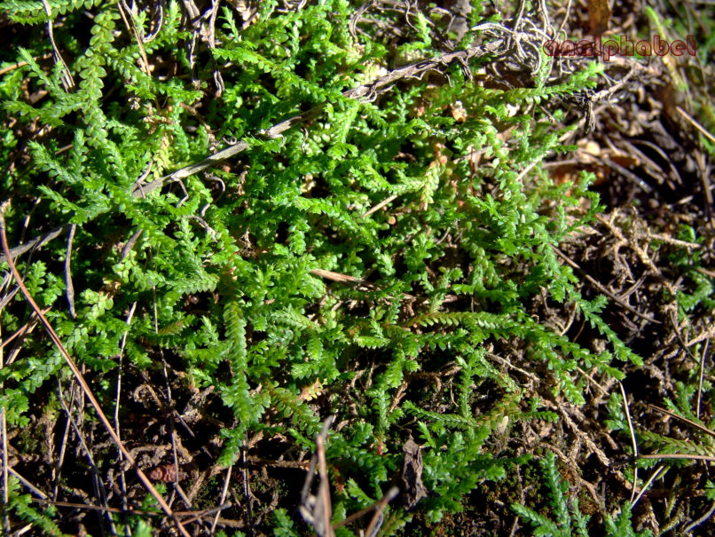 BRYOPHYTA (ΒΡΥΑ) 4 [?], PARNITHA-1