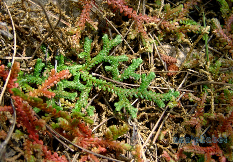 BRYOPHYTA (ΒΡΥΑ) 4, [?] PARNITHA-2