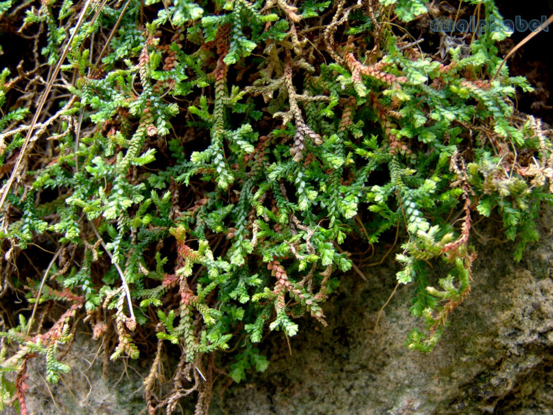 BRYOPHYTA (ΒΡΥΑ [?]) 4, PARNITHA-3