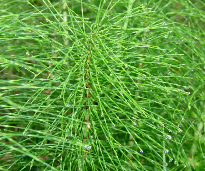 Equisetum telmateia (Ehrh.), ZAKYNTHOS-1