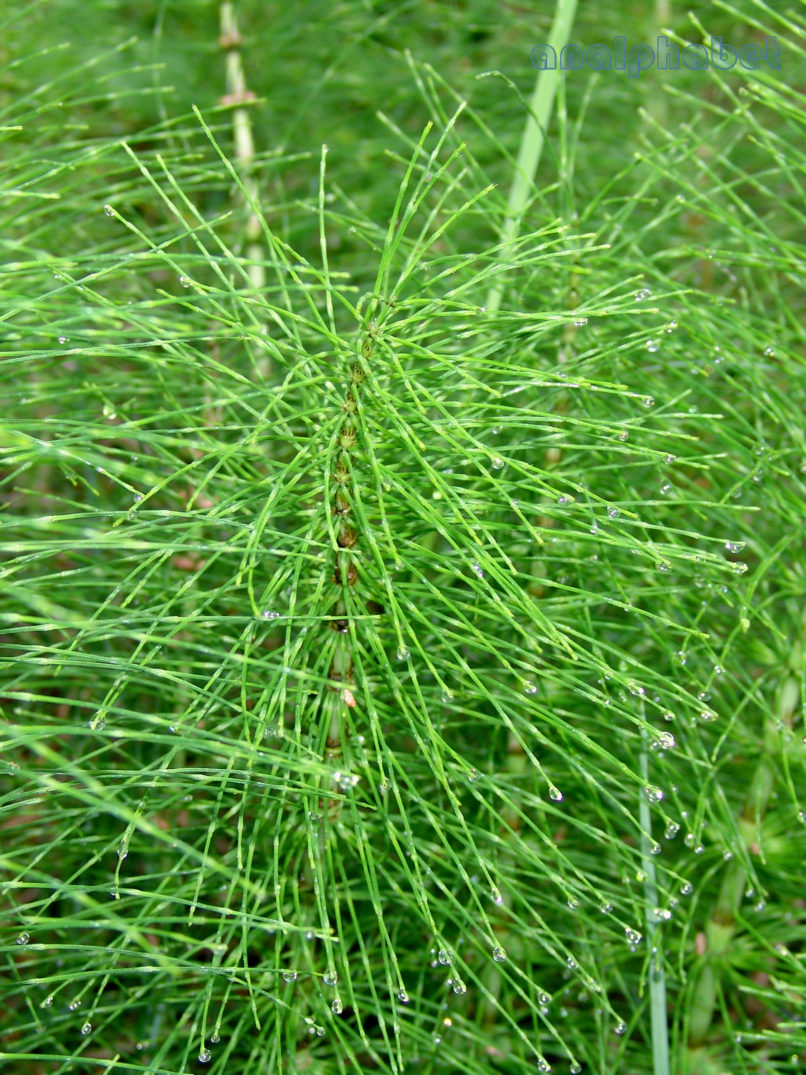 Equisetum telmateia (Ehrh.), ZAKYNTHOS-1