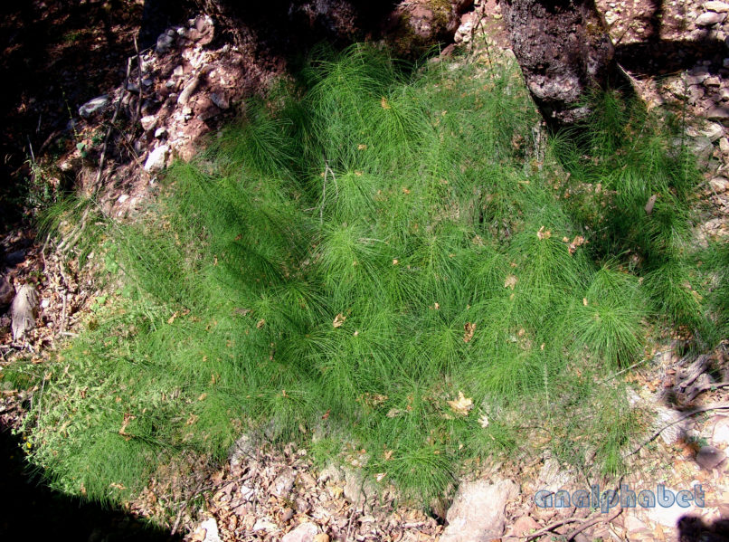 Equisetum silvaticum (L.), CHELIDONA-1