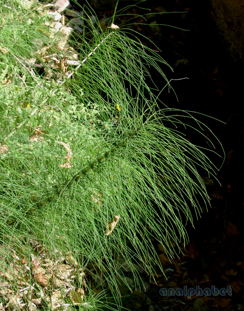 Equisetum silvaticum (L.), CHELIDONA-2