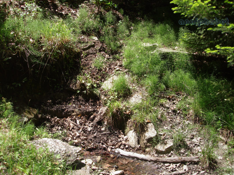 Equisetum silvaticum (L.), PARNITHA-1