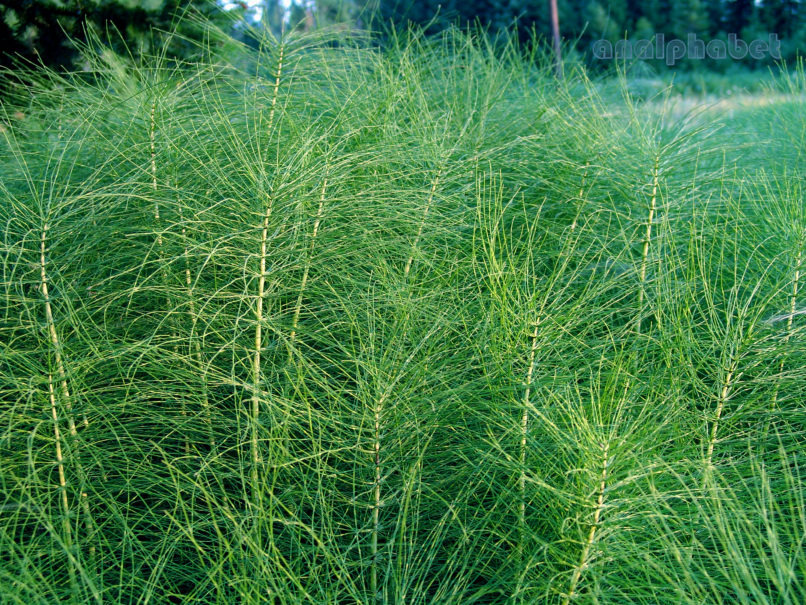 Equisetum telmateia (Ehrh.), AGRAFA-KAZARMA-1