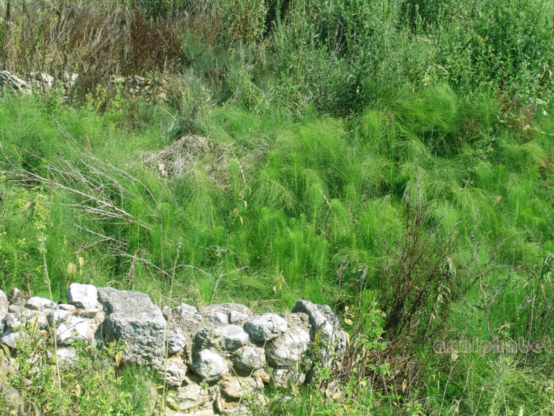 Equisetum telmateia (Ehrh.), PIERIA-1