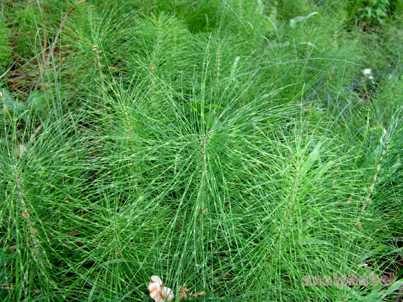Equisetum telmateia (Ehrh.), ZAKYNTHOS-2