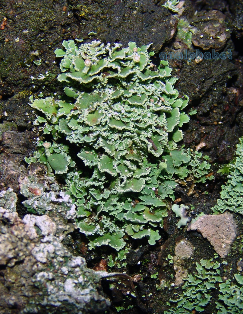 MARCHANTIOPHYTA 10 [?], PARNITHA-1