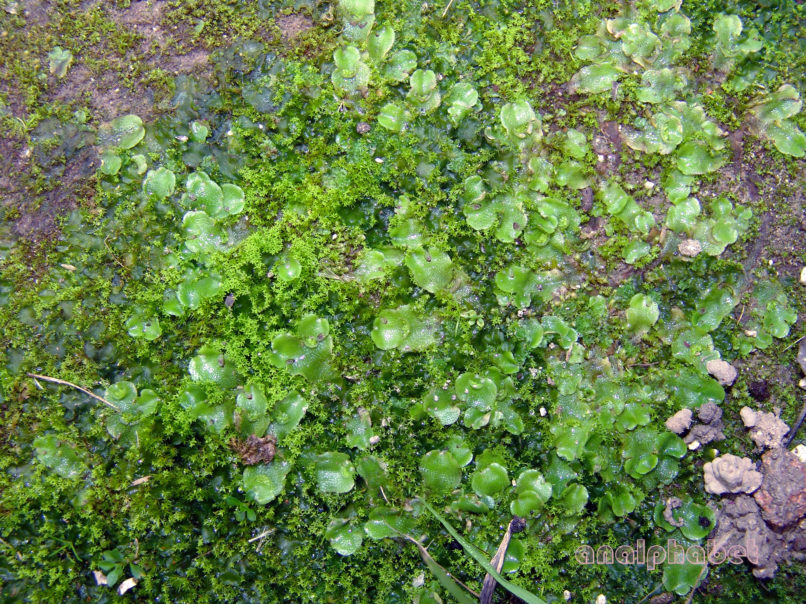 MARCHANTIOPHYTA 11 [?], ZAKYNTHOS-SARAKINADO-2