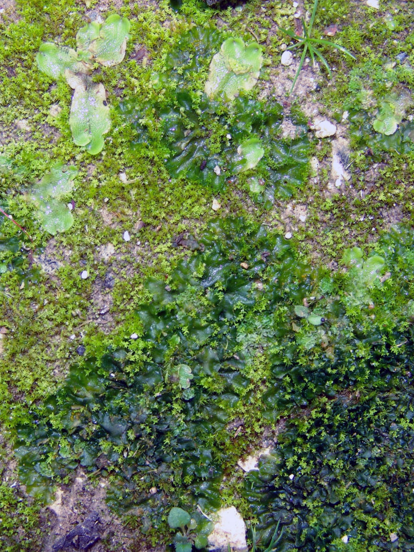 MARCHANTIOPHYTA 11 [?], ZAKYNTHOS-SARAKINADO-3