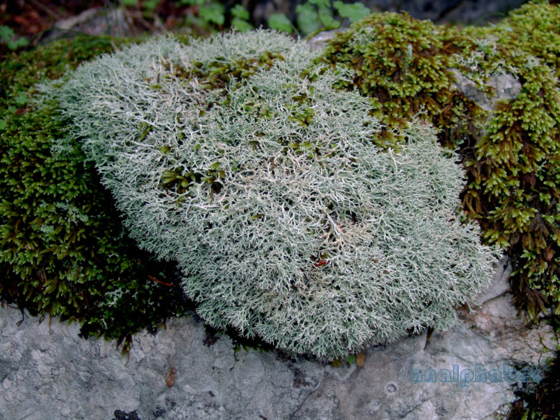 MARCHANTIOPHYTA 2 [?], PARNITHA-3