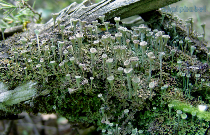 MARCHANTIOPHYTA 3 [?], PARNITHA-1