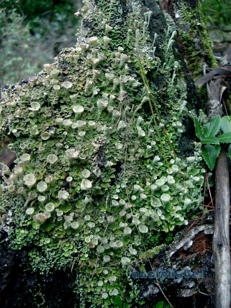 MARCHANTIOPHYTA 3 [?], PARNITHA-2