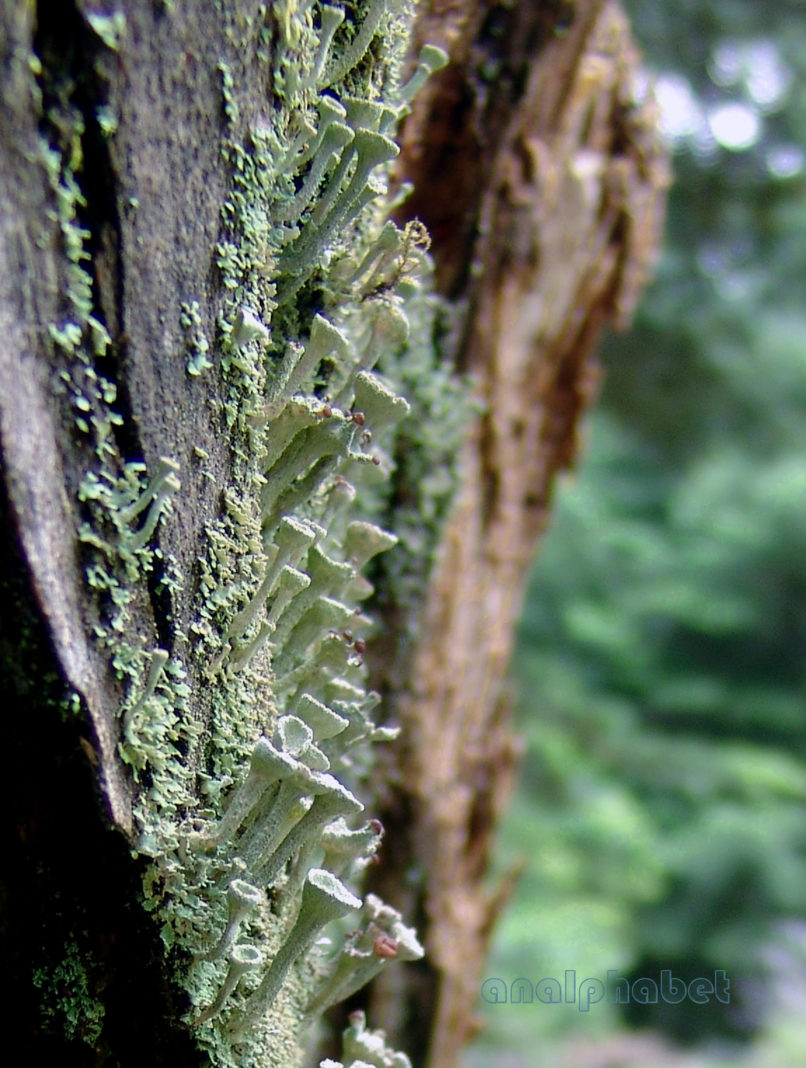 MARCHANTIOPHYTA 3 [?], PARNITHA-3