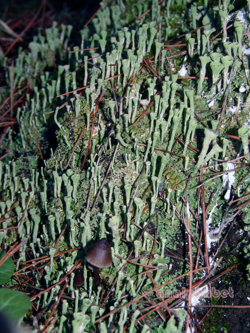 MARCHANTIOPHYTA 3 [?], PARNITHA-4