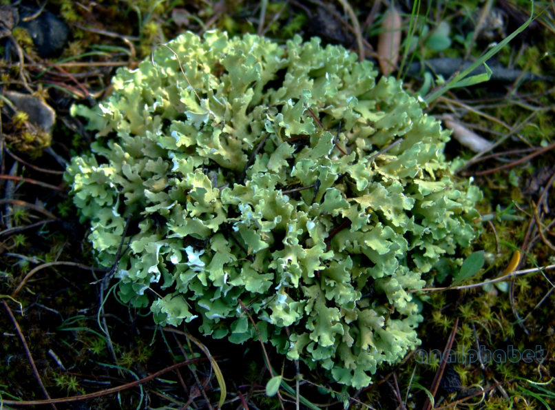 MARCHANTIOPHYTA 4 [?], PARNITHA-1