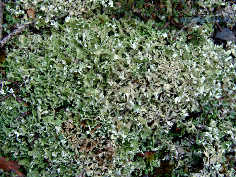 MARCHANTIOPHYTA 4 [?], PARNITHA-2