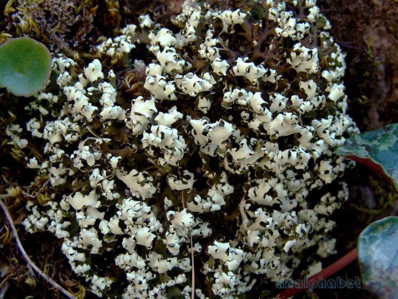 MARCHANTIOPHYTA 4 [?], PARNITHA-3