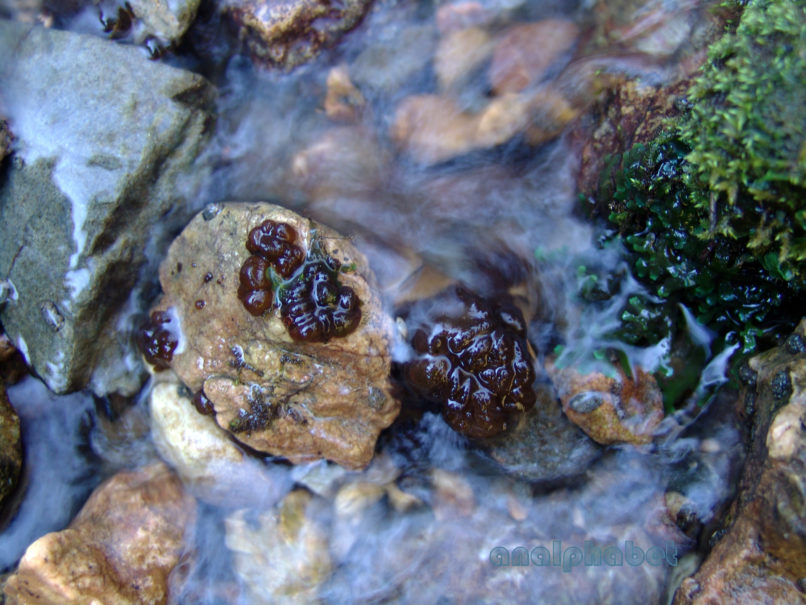 MARCHANTIOPHYTA 5 [?], PARNITHA-1