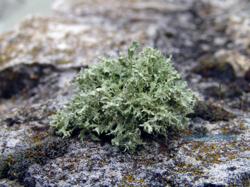 MARCHANTIOPHYTA 6 [?], PARNITHA-1