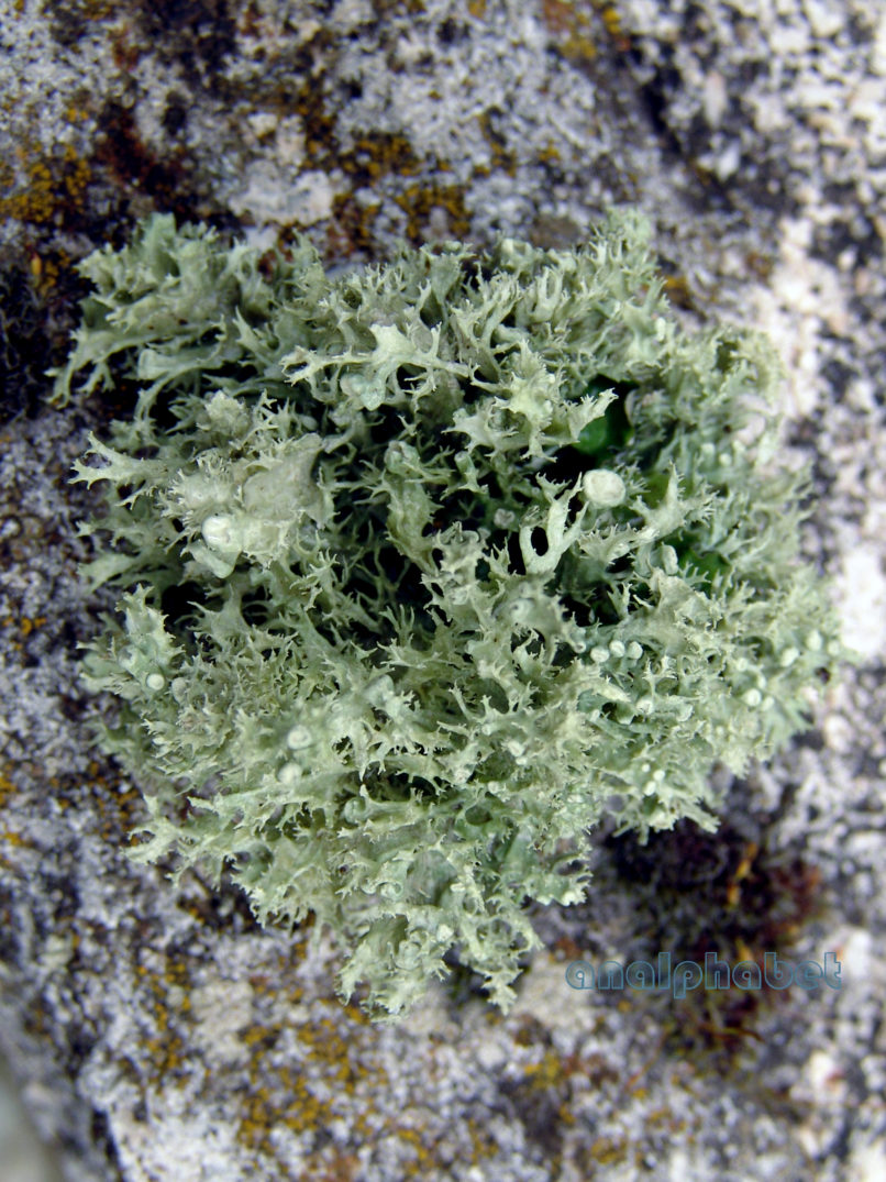 MARCHANTIOPHYTA 6 [?], PARNITHA-2