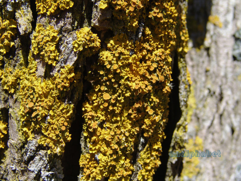 MARCHANTIOPHYTA 7 [?], PARNITHA-1