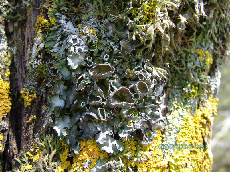 MARCHANTIOPHYTA 8 [?], PARNITHA-1