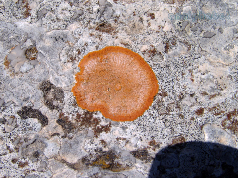 MARCHANTIOPHYTA 9 [?], PARNITHA-1