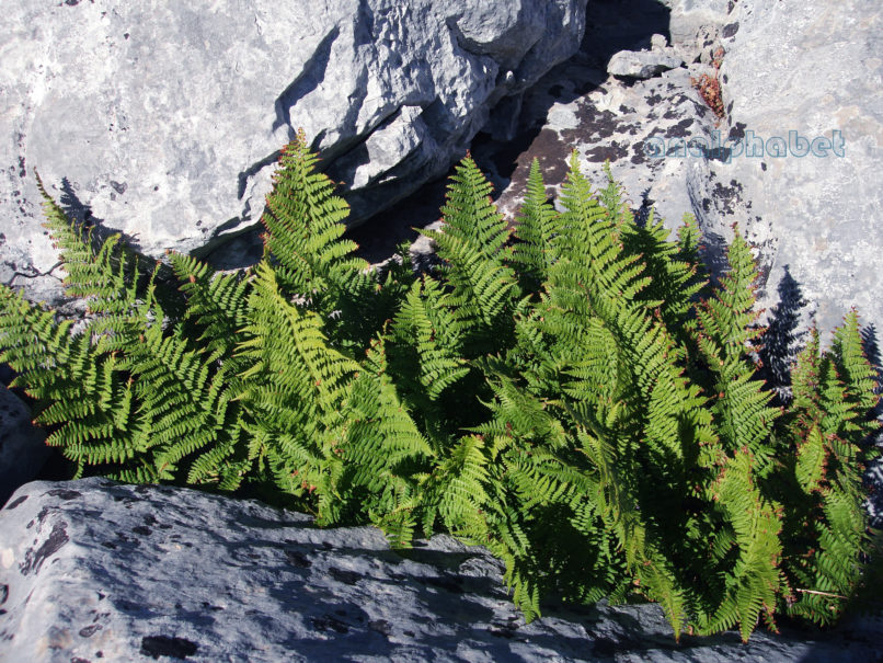 Polystichum aculeatum (L.), PARNITHA-1