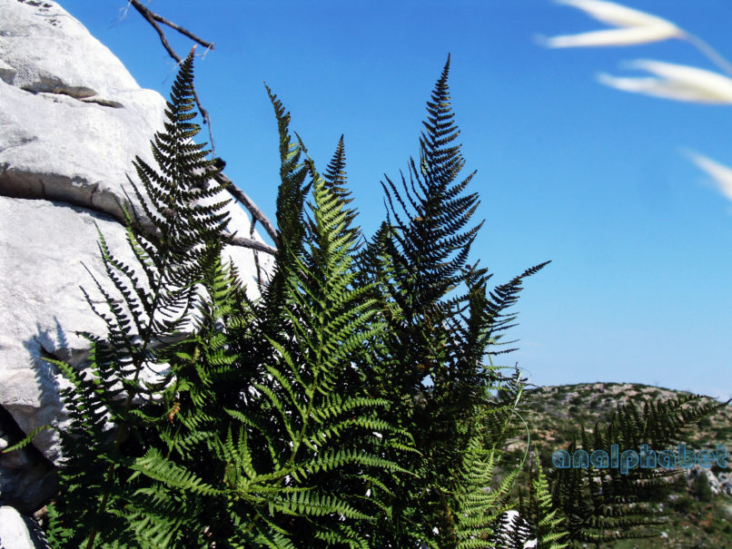 Polystichum aculeatum (L.), PARNITHA-2