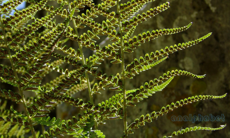 Polystichum aculeatum (L.), PARNITHA-3