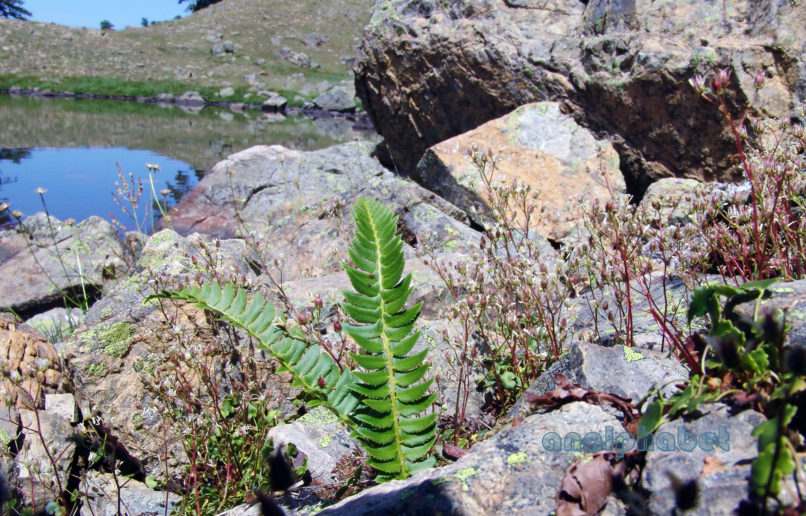 Polystichum lonchitis (L.), METSOVO-MAUROVOUNI-1