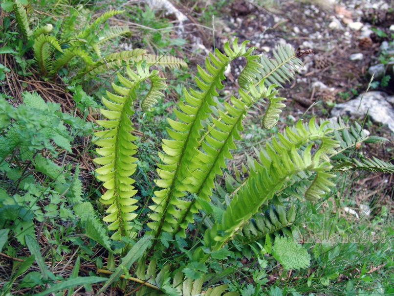 Polystichum lonchitis (L.), OLYMPOS-1