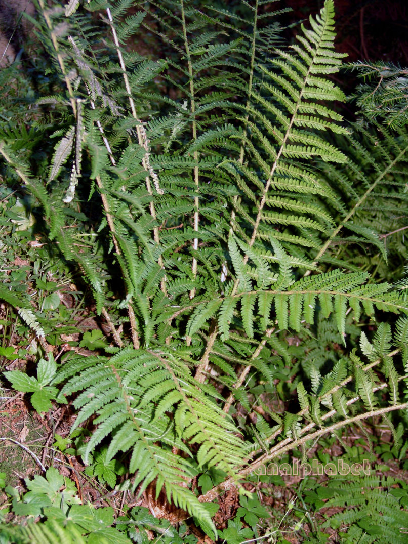 Polystichum setiferum (Forssk.), AGRAFA-ELATAKOS - PETSALOUDA-1