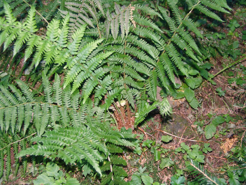 Polystichum setiferum (Forssk.), AGRAFA-ELATAKOS - PETSALOUDA-2