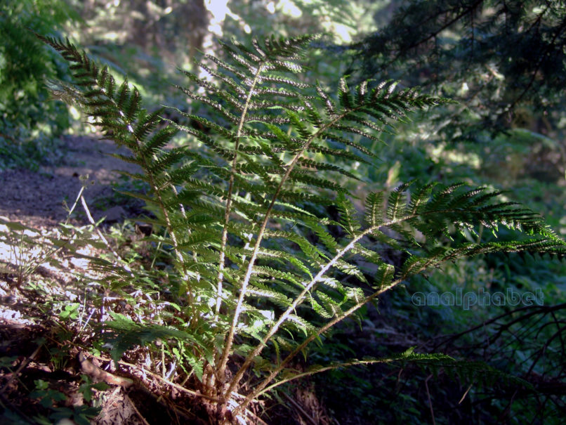 Polystichum setiferum (Forssk.), AGRAFA-ELATAKOS - PETSALOUDA-3