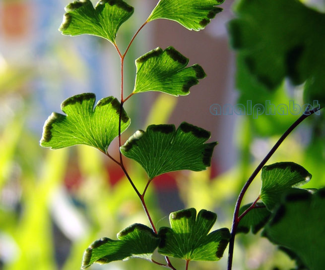 Adiantum capillus Veneris (L.), ATTIKA-1