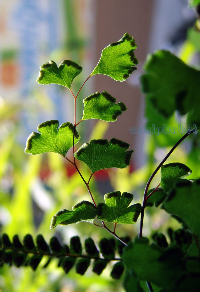 Adiantum capillus Veneris (L.), ATTIKA-1
