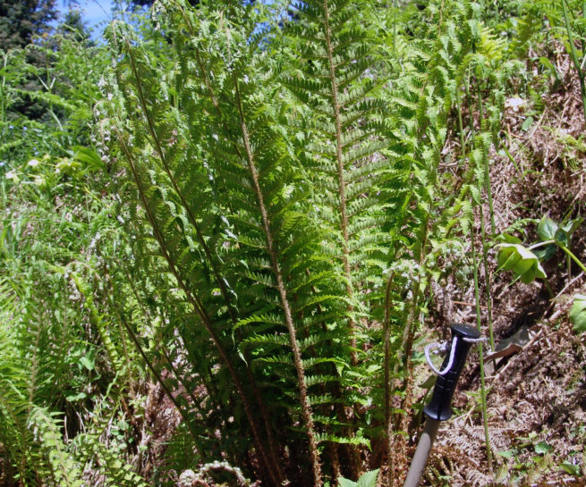 Dryopteris expansa (C. Presl), DIRFYS-XEROVOUNI-1