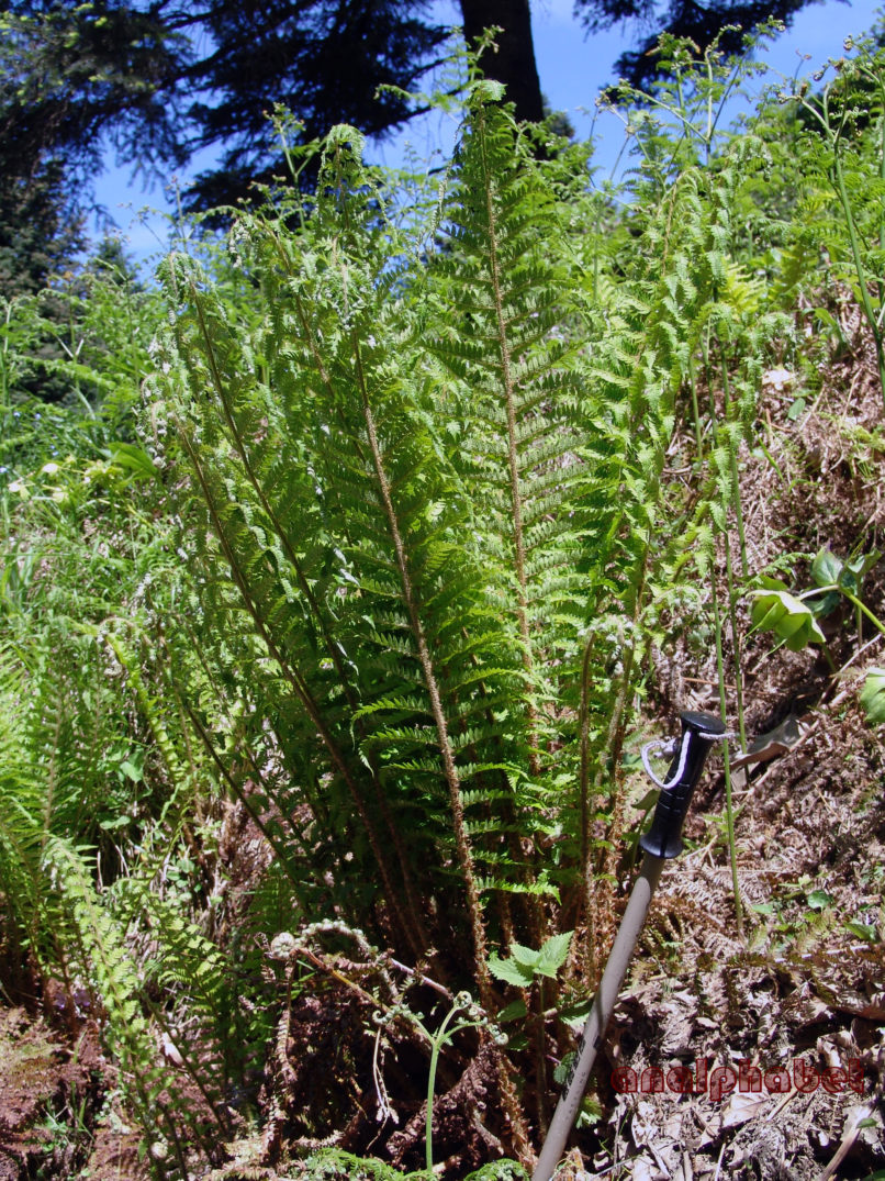 Dryopteris expansa (C. Presl), DIRFYS-XEROVOUNI-1